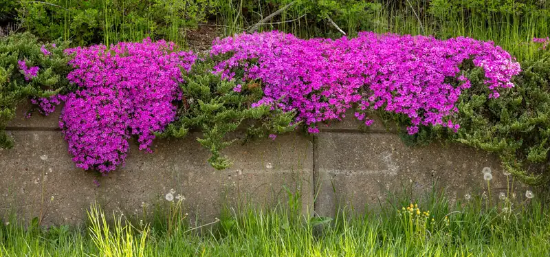 Low concrete retaining wall holding back a raised planting bed with creeping phlox spilling over